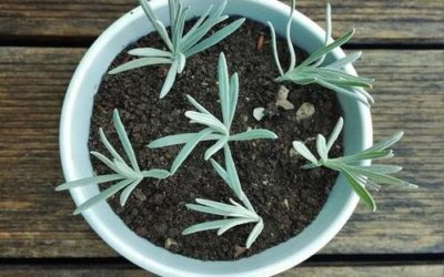 Le tuto DIY du mois : bouturer de la lavande