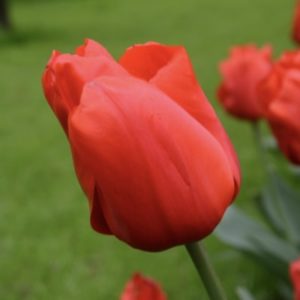 tulipe Darwin hybride Lalibela