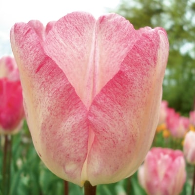 tulipe simple hative gander