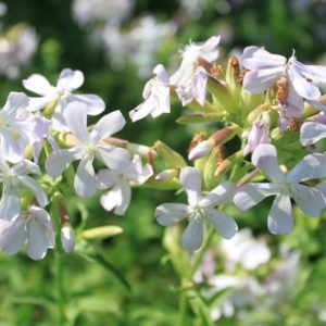 saponaire plante savon jardinage
