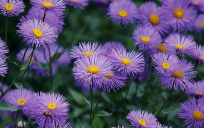 La plante du mois : l’aster, belle fleur star de l’automne