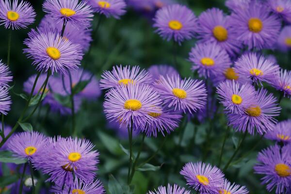 aster plante automne