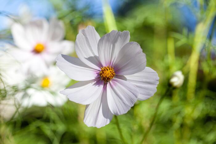 cosmos plante fleur colorée