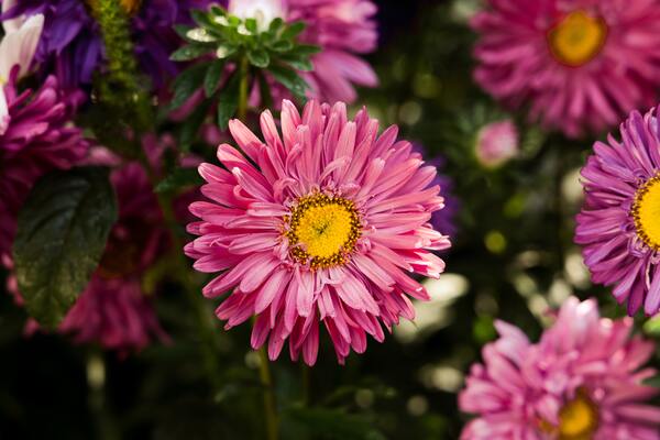 aster plante automne