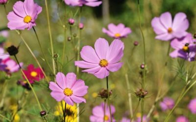 La plante du mois : le cosmos, plante fleurie élégante et colorée