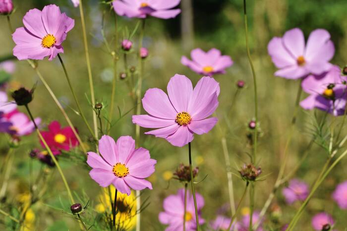 La Pousse Verte - Le cosmos plante fleurie