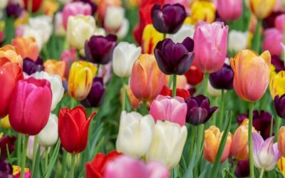 La tulipe : conseils jardinage pour cette belle plante à bulbe