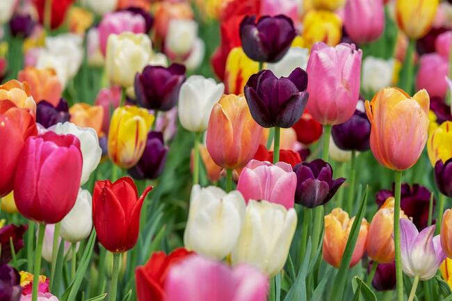 tulipe fleurs conseils jardinage