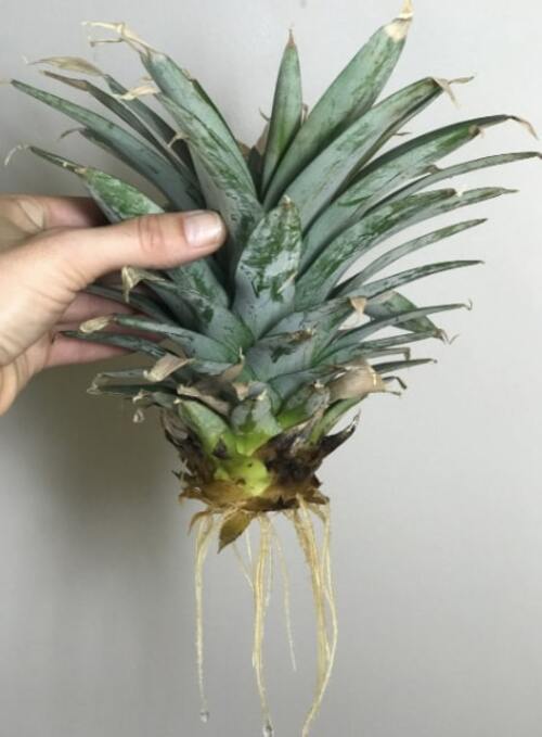 tuto bouture ananas jardinage DIY
