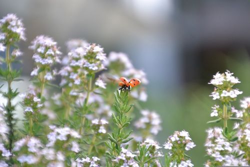 thym orange conseils jardinage aromatique mellifère