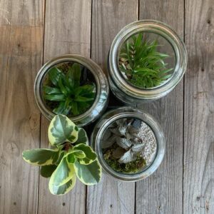 atelier terrarium lyon 7 végétal