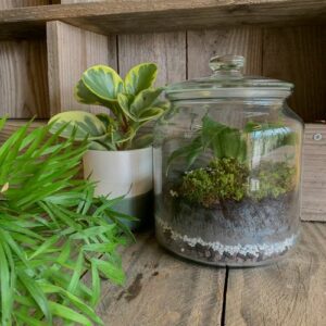 atelier terrarium lyon 7 végétal