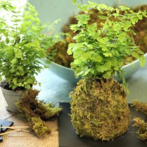 atelier kokedama lyon 7 plantes