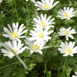 Bulbes d'anémones blanches