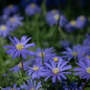 Anémone bleue de France