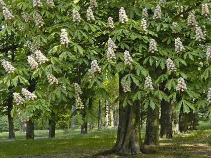 châtaignier arbre différences marronnier