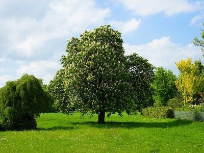 marronnier arbre différences châtaigner