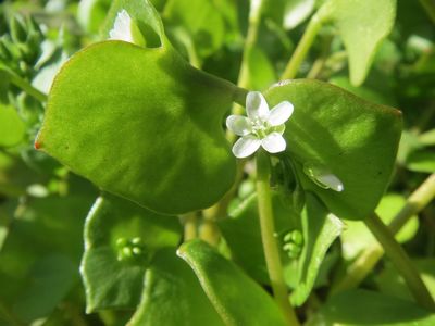 La Claytone de Cuba ou Pourpier d’hiver : conseils jardinage pour votre plante