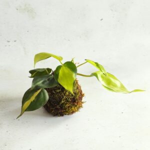 atelier kokedama lyon jardinage diy loisirs créatifs