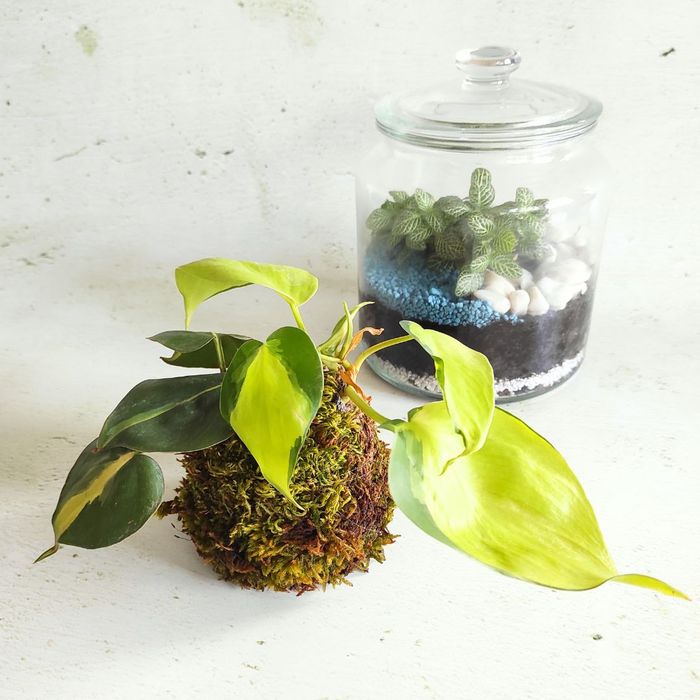 atelier kokedama lyon jardinage diy loisirs créatifs