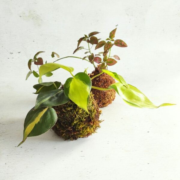 atelier kokedama lyon jardinage diy loisirs créatifs