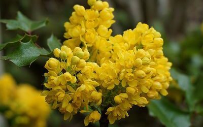 La plante du mois : le mahonia, fleurs d’hiver