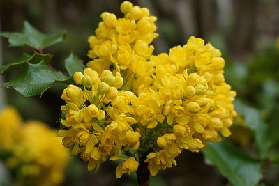 mahonia plante fleurs conseils jardinage