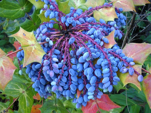 arbuste mahonia