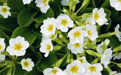 La primevère, plante fleurie comestible