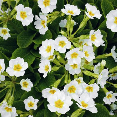 La primevère, plante fleurie comestible