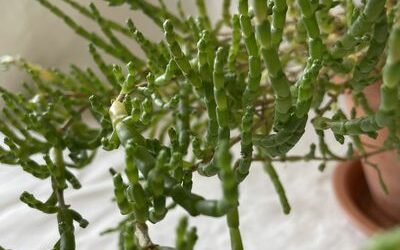 La salicorne : conseils de jardinage plante comestible maritime