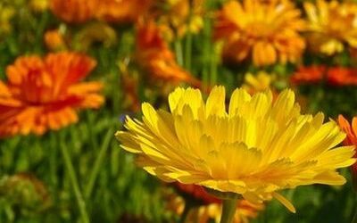 Le souci officinal (ou calendula) : conseils de jardinage plante fleurie comestible