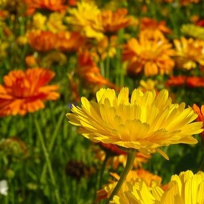 Le souci officinal (ou calendula) : conseils de jardinage plante fleurie comestible