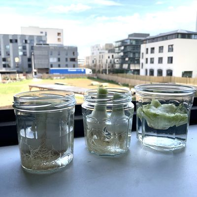 tuto faire repousser légumes eau