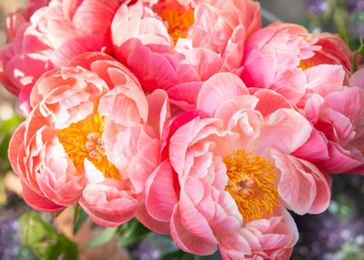 La pivoine, plante fleurie robuste et comestible