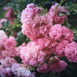 pivoine plante fleurie rose