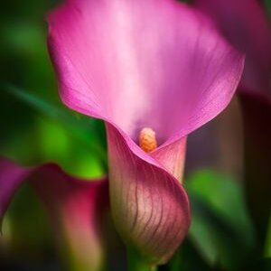 arum rose plante fleurie