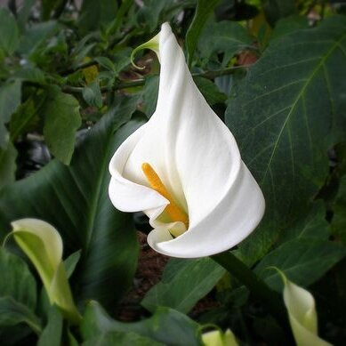 arum plante fleurie