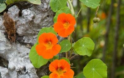 La capucine : plante fleurie, vivace et colorée