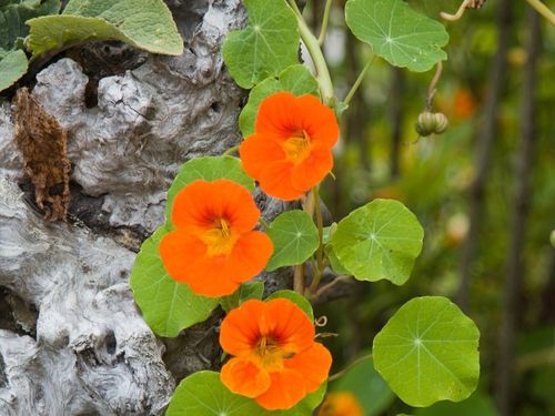 capucine plante fleurie comestible