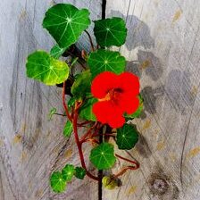 capucine rouge plante fleurie