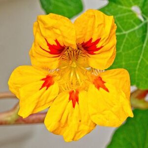 capucine jaune plante fleurie