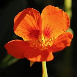 capucine orange plante fleurie