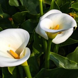 arum plante fleurie