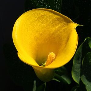 arum jaune plante fleurie