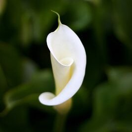 arum blanc plante fleurie