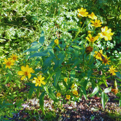 tagète de lemmon plante