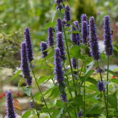 agastache