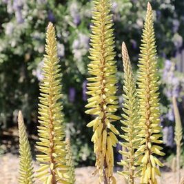 aloe vera fleur jaune