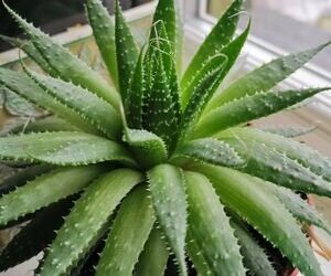 L’aloe vera, une plante aux nombreux bienfaits